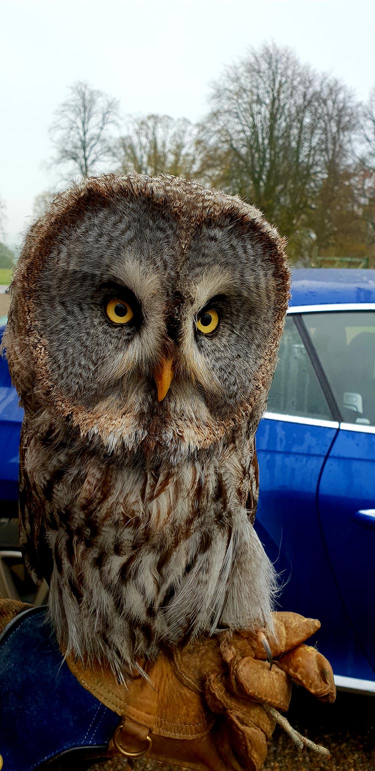 Swinto Estate Owl called Willow