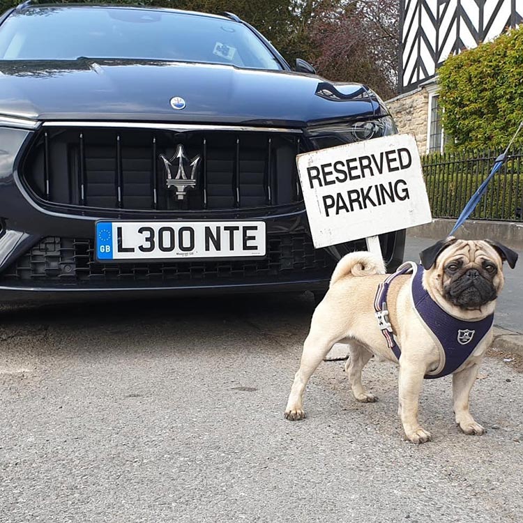 Maserati Levante V6 dog