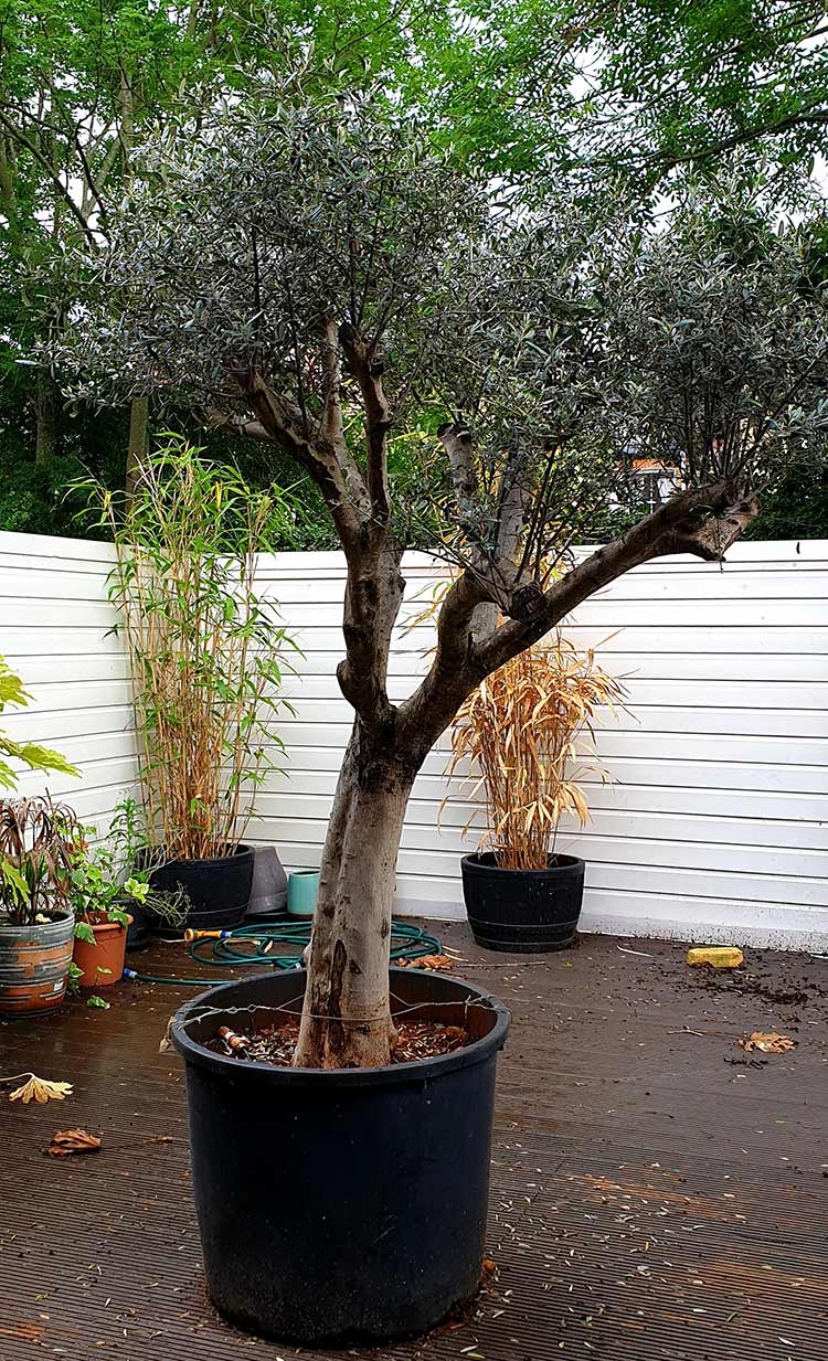 olive tree